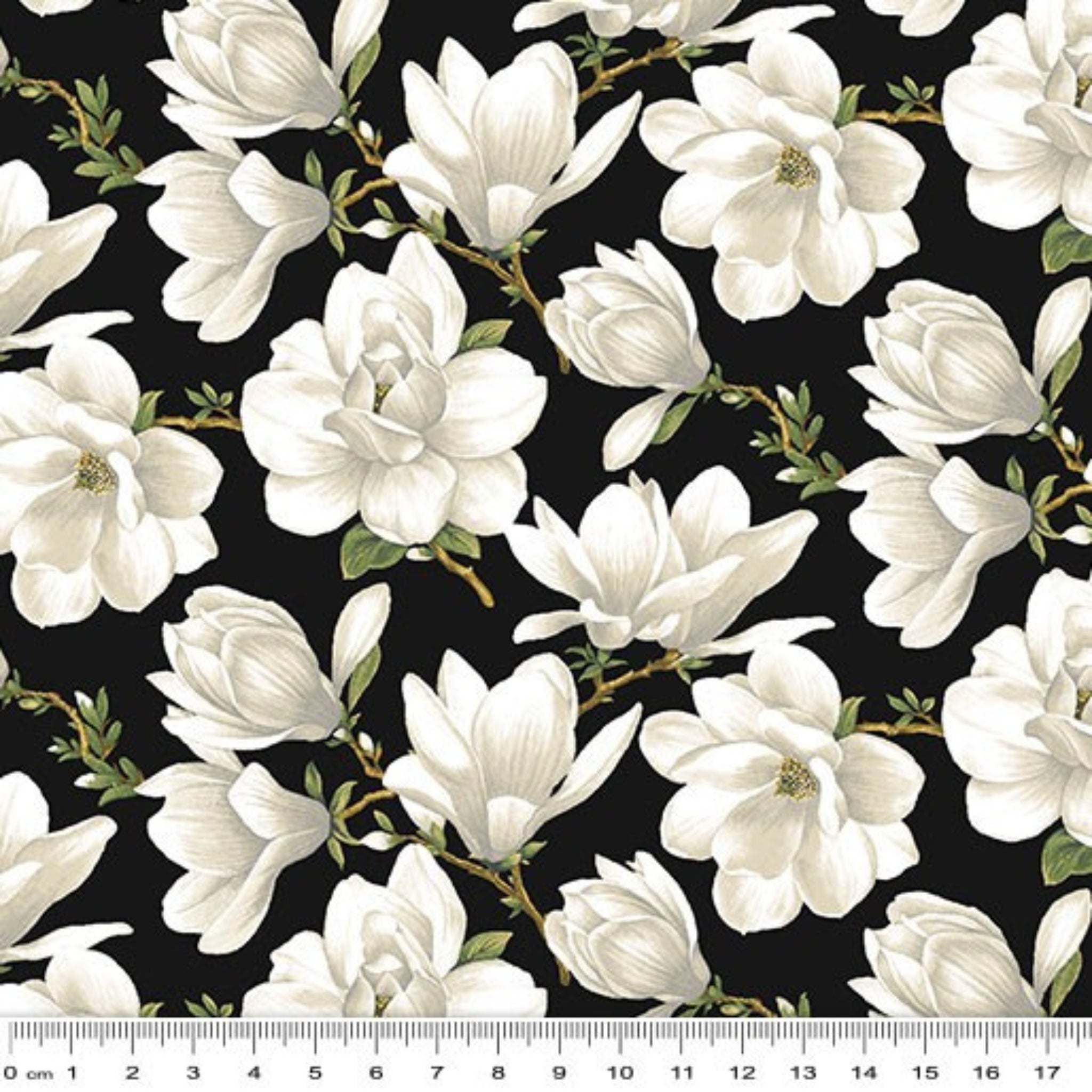 White magnolia flowers with green leaves on a black background with a ruler at the bottom.