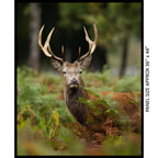 Australian deer stag antlers forest ferns realistic panel fabric for wildlife quilts wall hangings and nature patchwork projects