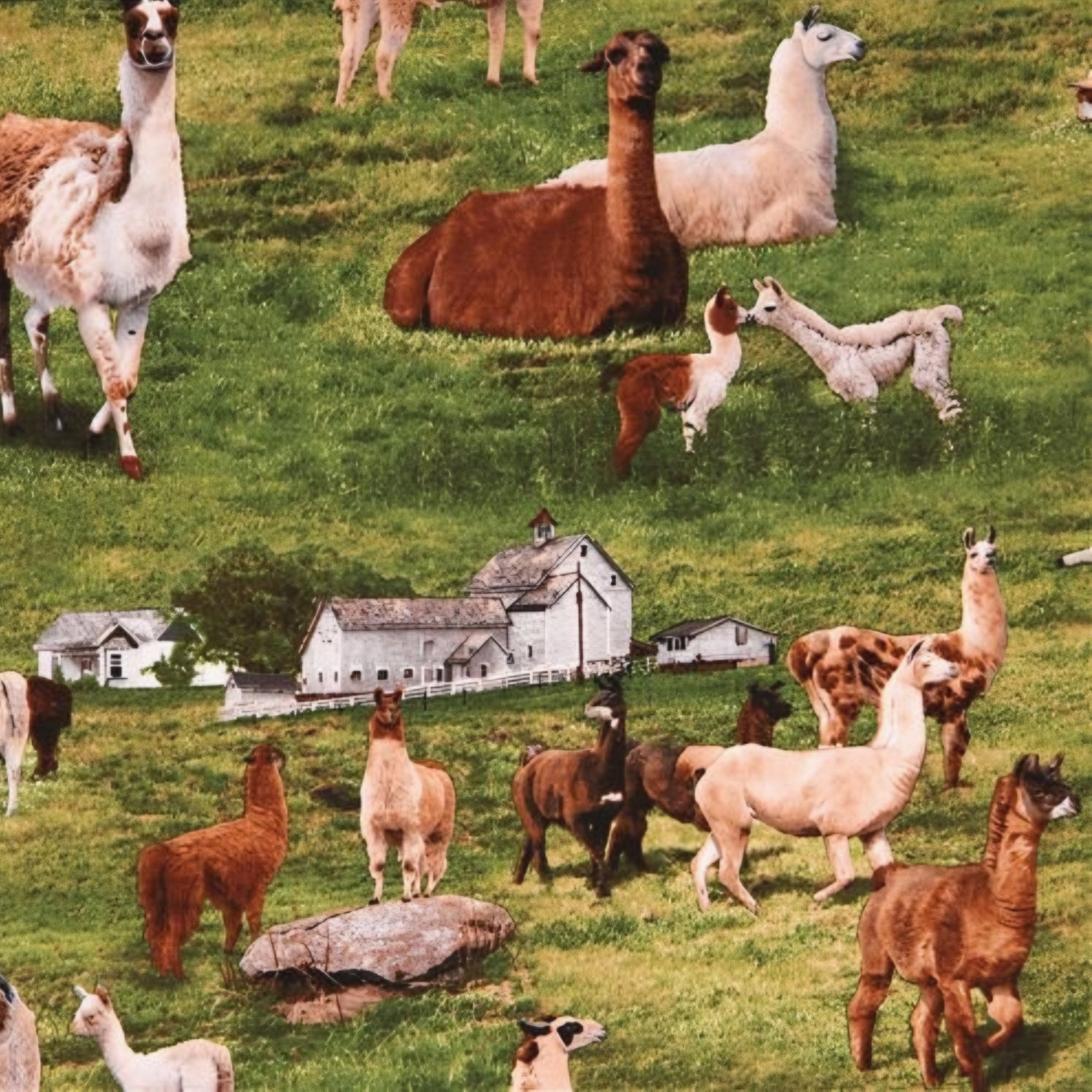 Llamas alpacas cria green paddock farm fabric for farm animal quilts country décor and llama alpaca lover gifts