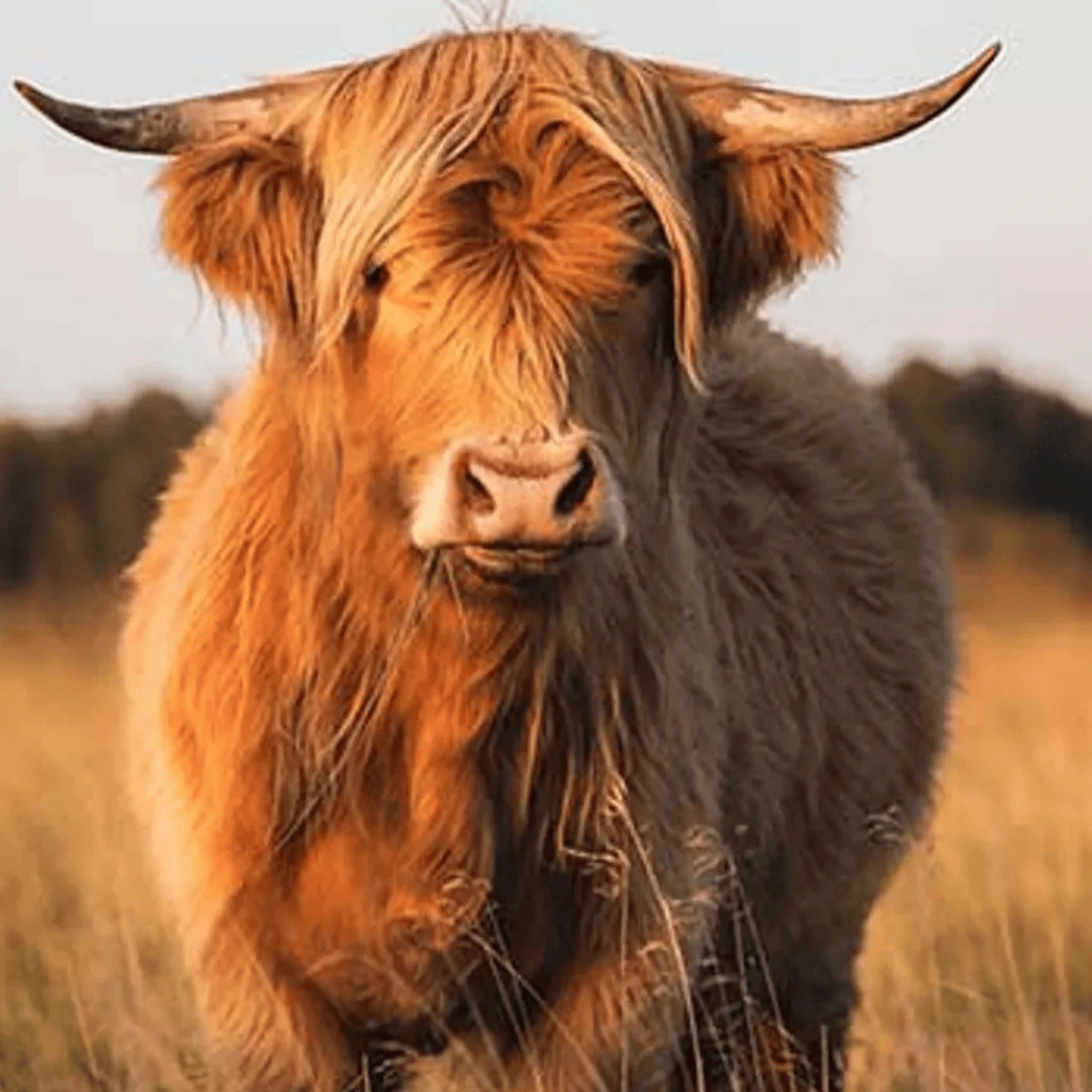 Homestead Bovine Highland Cow Farm Closeup - KK Fabrics - Three Wishes Patchwork Fabric