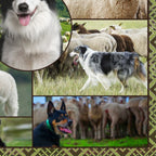 Border collie kelpie farm dog sheep panel realistic working dogs fabric for farm animal quilts and farmer gifts