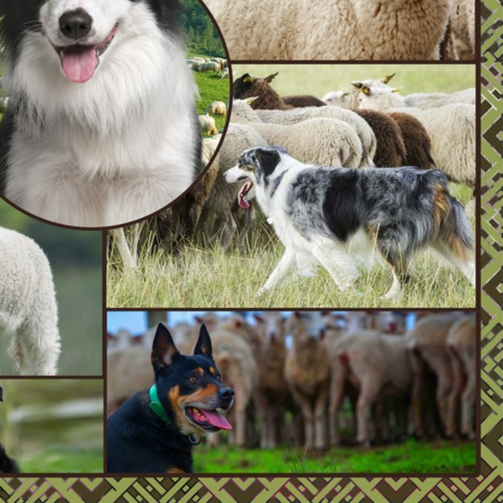 Border collie kelpie farm dog sheep panel realistic working dogs fabric for farm animal quilts and farmer gifts
