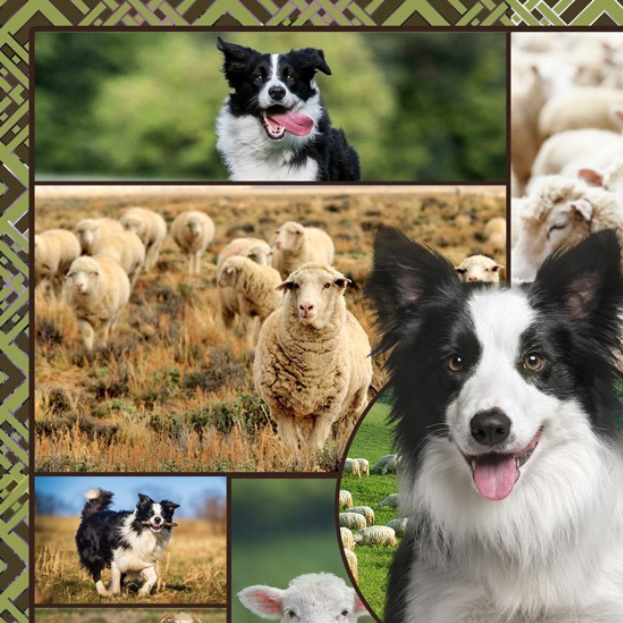 Border collie kelpie farm dog sheep panel realistic working dogs fabric for farm animal quilts and farmer gifts
