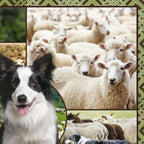 Border collie kelpie farm dog sheep panel realistic working dogs fabric for farm animal quilts and farmer gifts