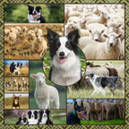 Border collie kelpie farm dog sheep panel realistic working dogs fabric for farm animal quilts and farmer gifts