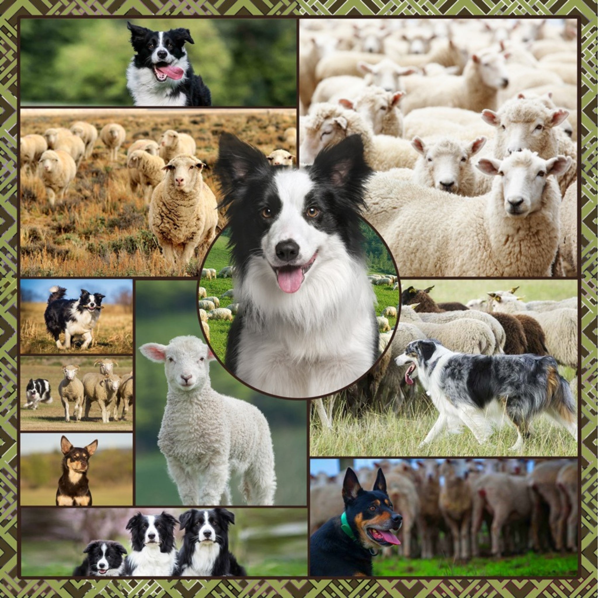 Border collie kelpie farm dog sheep panel realistic working dogs fabric for farm animal quilts and farmer gifts
