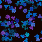 Scattered hydrangea florets cobalt blue violet purple turquoise black background digital print fabric for garden quilts cushions zip pouches and jacket lining
