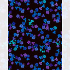 Scattered hydrangea florets cobalt blue violet purple turquoise black background digital print fabric for garden quilts cushions zip pouches and jacket lining