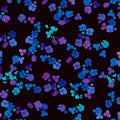 Scattered hydrangea florets cobalt blue violet purple turquoise black background digital print fabric for garden quilts cushions zip pouches and jacket lining