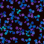 Scattered hydrangea florets cobalt blue violet purple turquoise black background digital print fabric for garden quilts cushions zip pouches and jacket lining