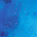Tonal hydrangea heads leaf sketches navy cobalt outline luminous watercolour aqua turquoise background digital print fabric for garden quilts cushions zip pouches and blue blender patchwork projects