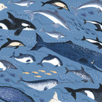 Orcas blue whales narwhals belugas dolphins penguins denim blue novelty quilting fabric boys ocean whale lovers marine gifts
