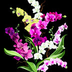 Close-up realistic orchid blooms fuchsia hot pink white lilac on black quilting cotton panel Cedar West Clothworks