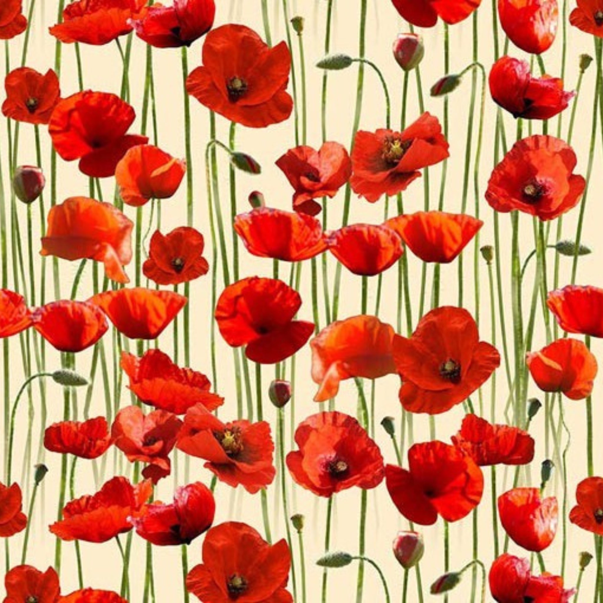 Red poppies stems buds cream background fabric for ANZAC memorial quilts remembrance cushions patchwork sewing projects