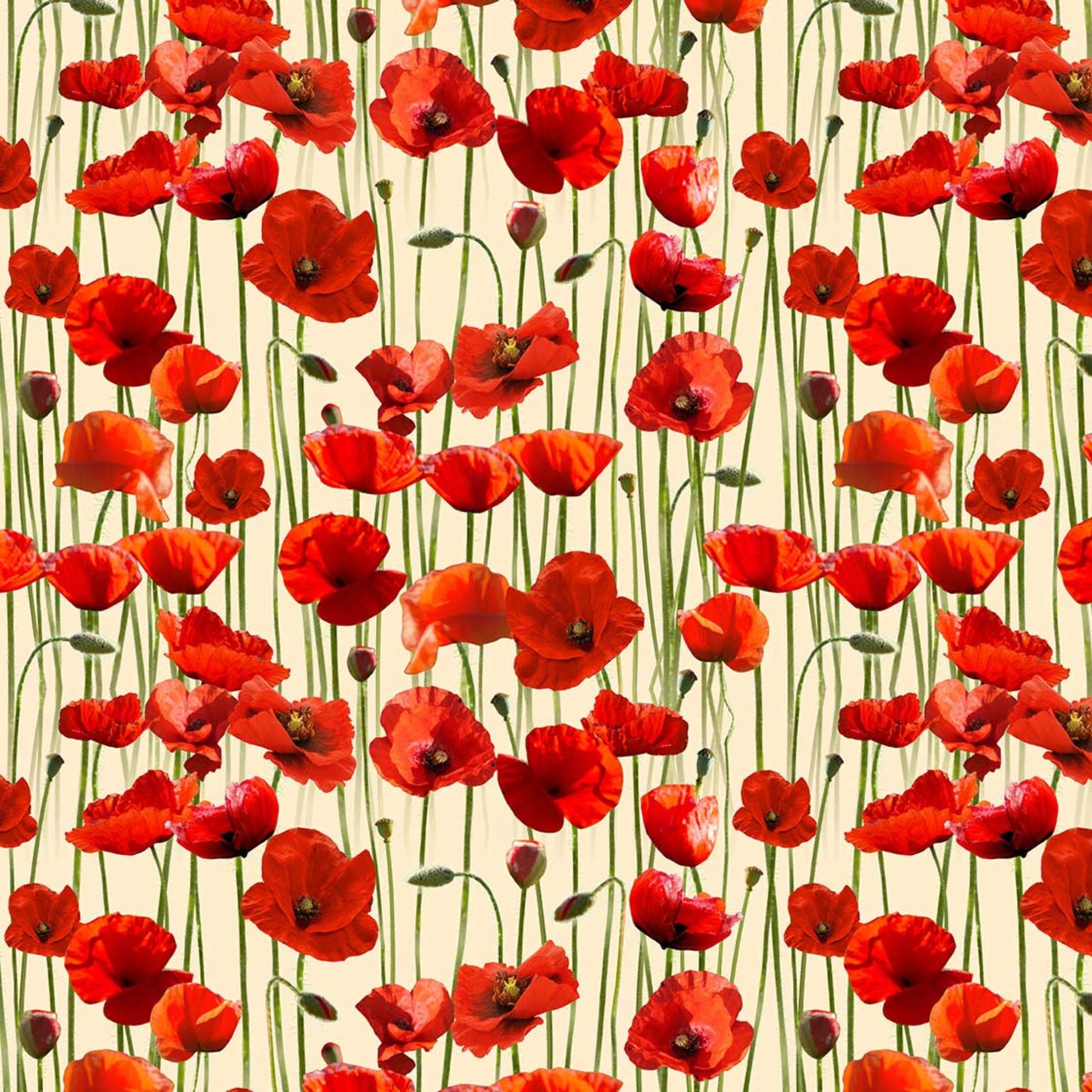 Red poppies stems buds cream background fabric for ANZAC memorial quilts remembrance cushions patchwork sewing projects