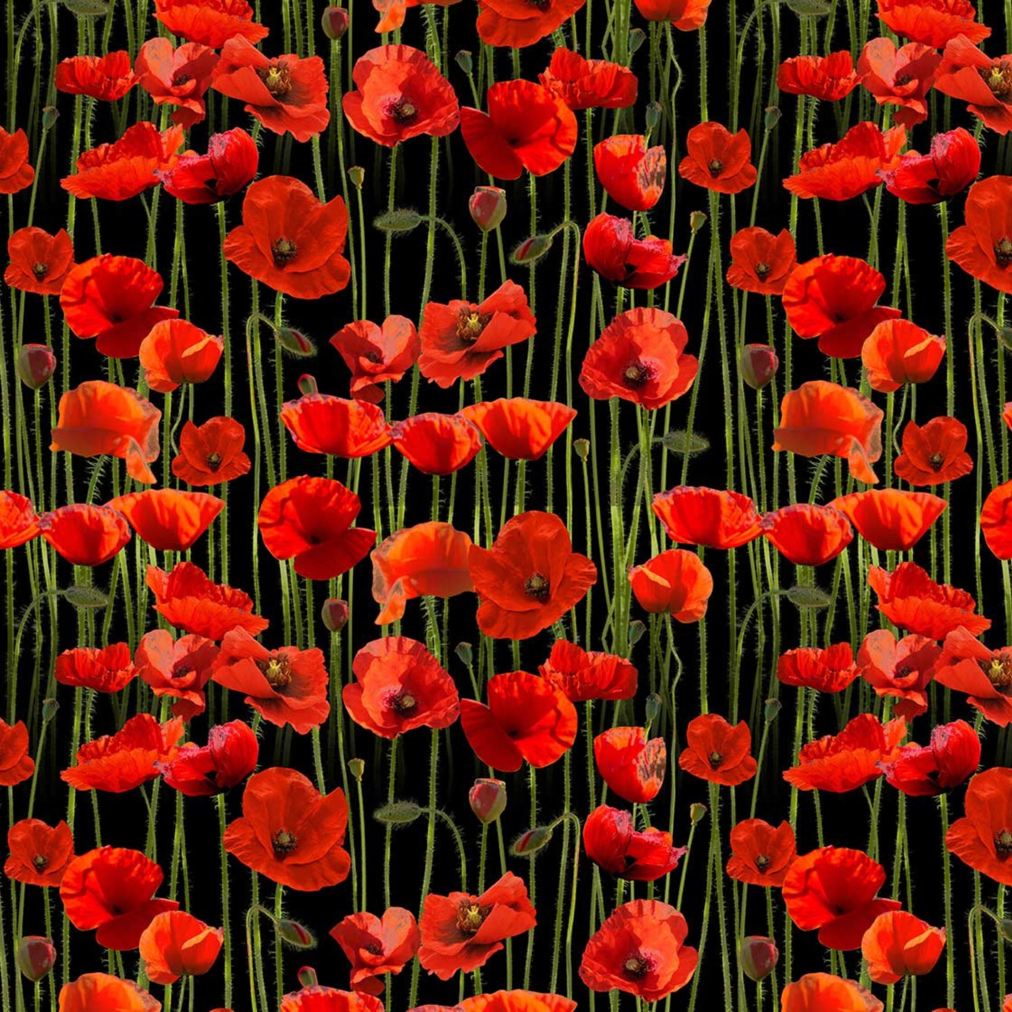 Red poppies stems buds black background fabric for ANZAC memorial quilts remembrance cushions floral patchwork sewing projects