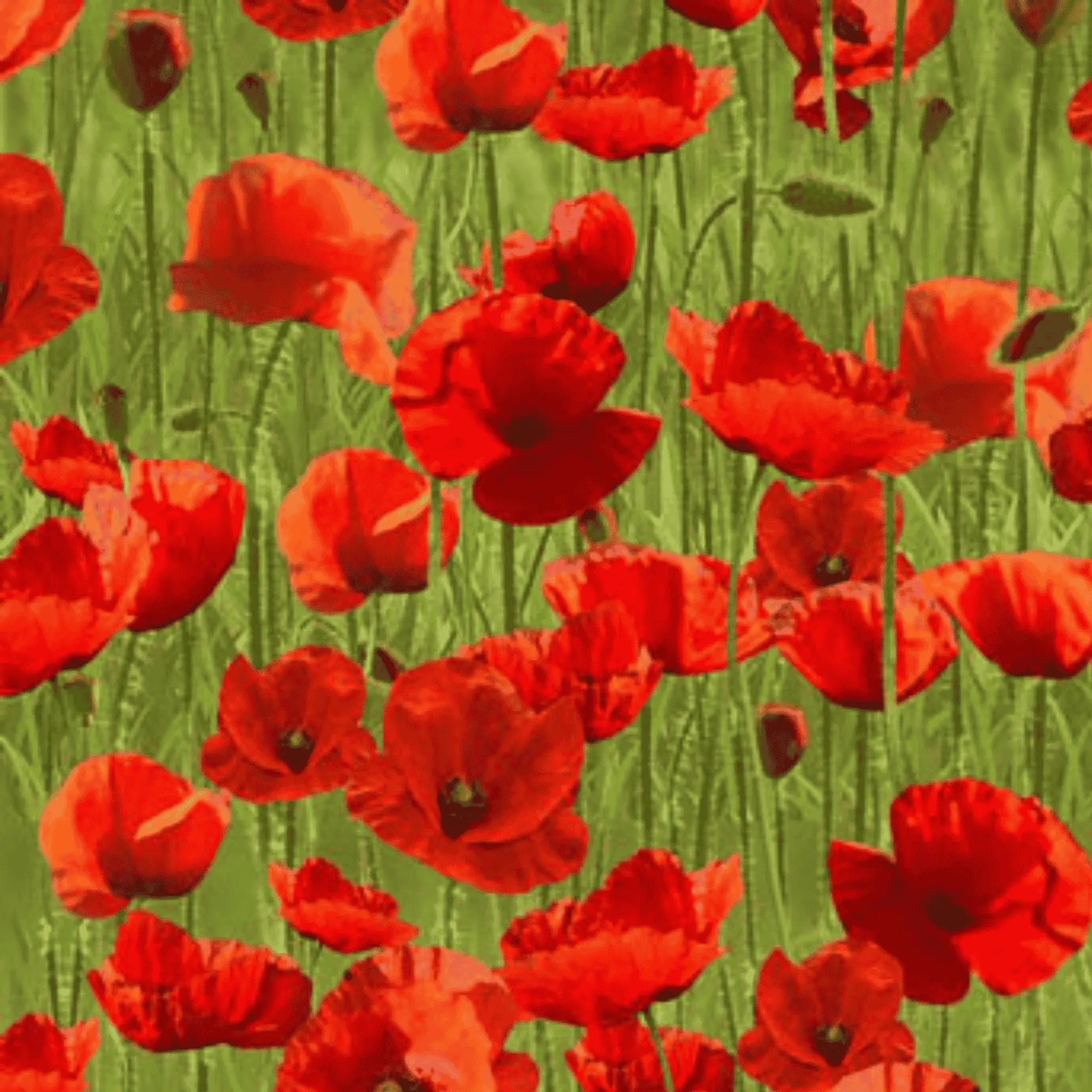 Remembering ANZAC Poppies on Green Allover - KK Fabrics - Three Wishes Patchwork Fabric