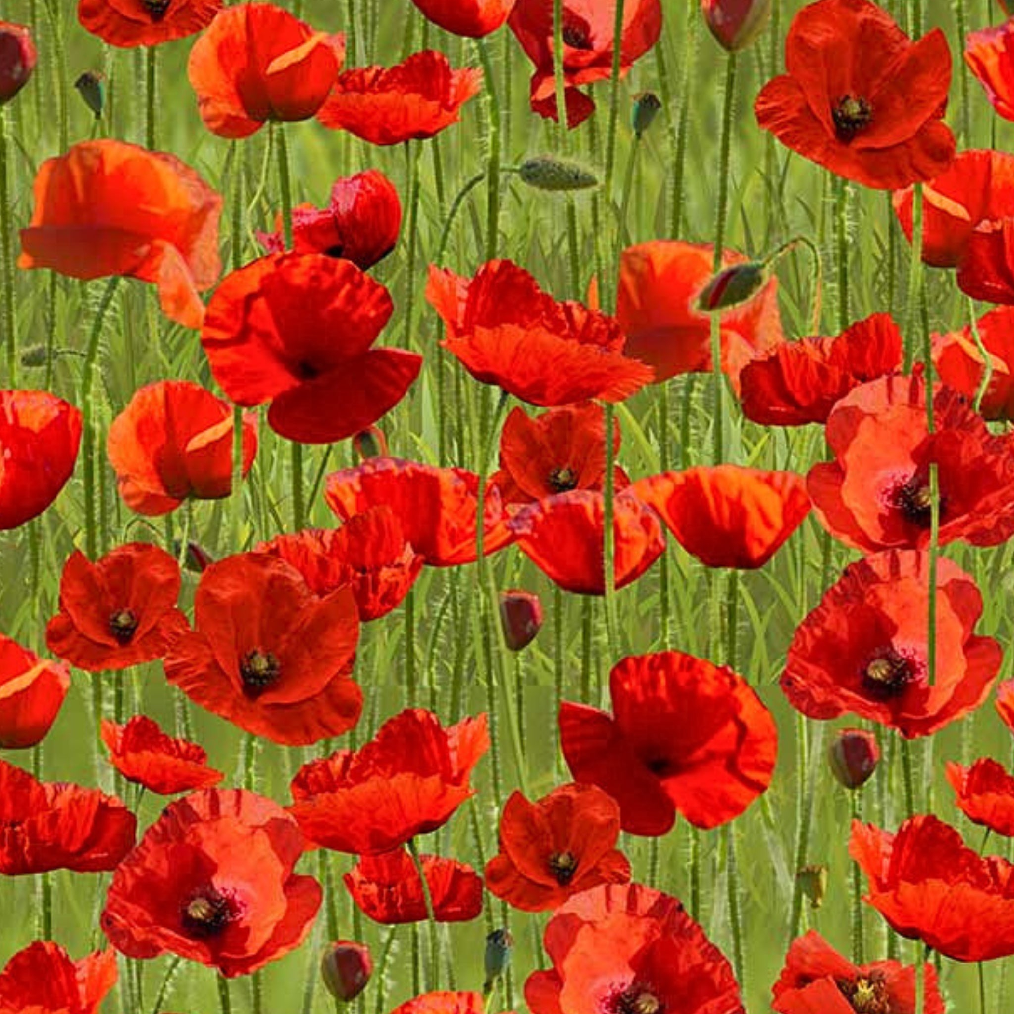 Red poppies stems buds green background fabric for ANZAC memorial quilts remembrance cushions floral patchwork sewing projects