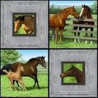 Realistic chestnut buckskin horses foals grey timber block frames farm pond barn green quilting fabric horse lovers equestrians quilts cushions fussy cutting