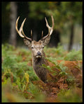 Deer Majesty Panel