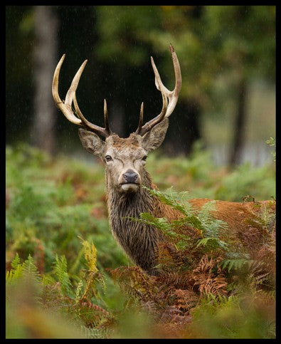 Deer Majesty Panel