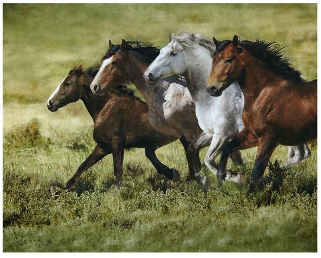 Wide Open Spaces: Horse Panel