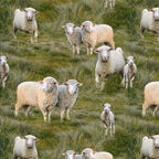 Merino Muster: Allover Sheep